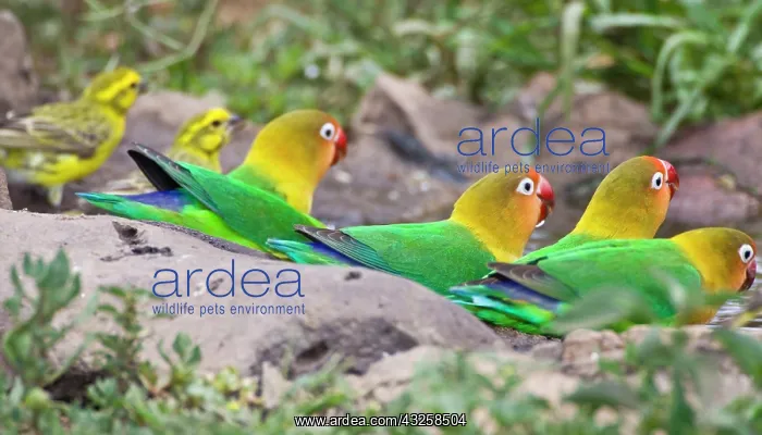 : Africa. Tanzania. Fischer's Lovebirds drinking : Africa. Tanzania. Fischer's Lovebirds drinking
