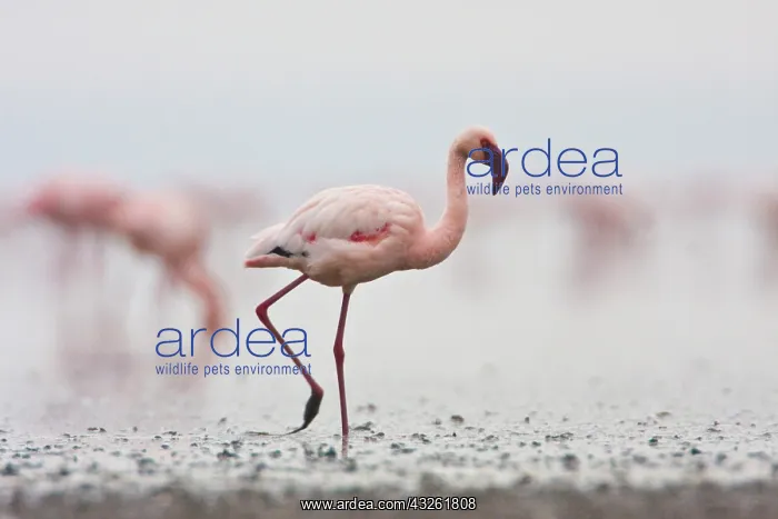 : Africa. Tanzania. Flock of Lesser Flamingoes : Africa. Tanzania. Flock of Lesser Flamingoes