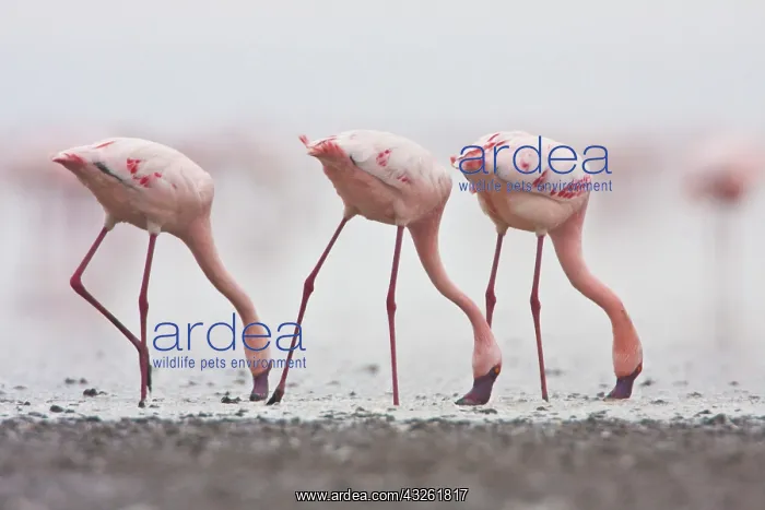 : Africa. Tanzania. Flock of Lesser Flamingoes : Africa. Tanzania. Flock of Lesser Flamingoes