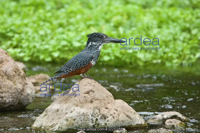 : Africa. Tanzania. Giant Kingfisher in Manyara : Africa. Tanzania. Giant Kingfisher in Manyara