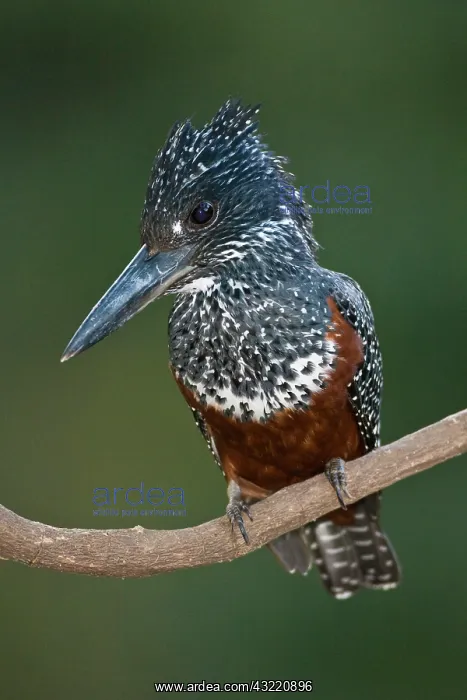 : Africa. Tanzania. Giant Kingfisher in Manyara : Africa. Tanzania. Giant Kingfisher in Manyara