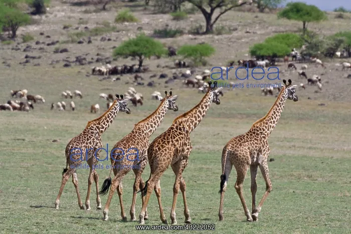 : Africa. Tanzania. Giraffes approach a Masai : Africa. Tanzania. Giraffes approach a Masai