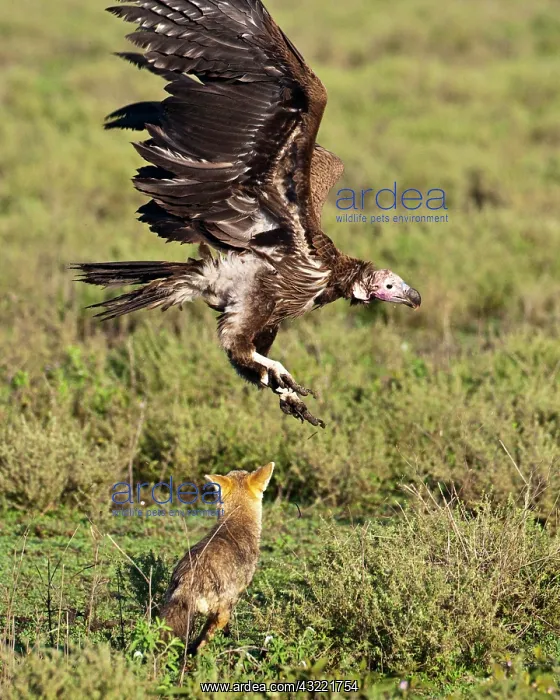 : Africa. Tanzania. Golden Jackal and Lappet-Faced : Africa. Tanzania. Golden Jackal and Lappet-Faced