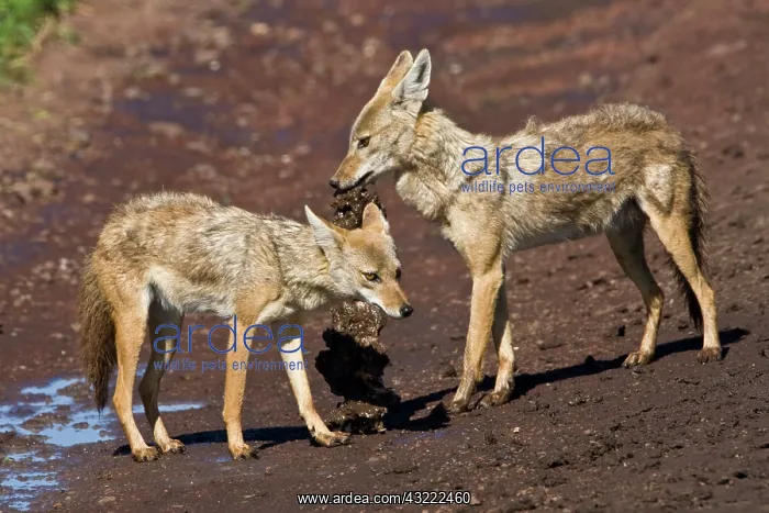 : Africa. Tanzania. Golden Jackal at Ngorongoro : Africa. Tanzania. Golden Jackal at Ngorongoro