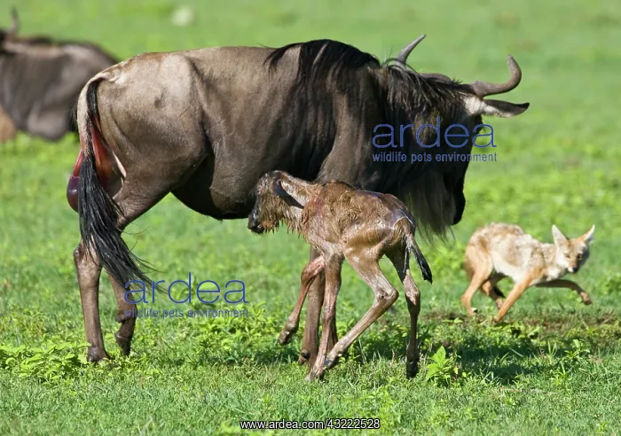  : Africa. Tanzania. Golden Jackals investigate
