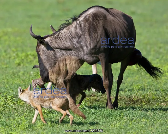 : Africa. Tanzania. Golden Jackals investigate : Africa. Tanzania. Golden Jackals investigate