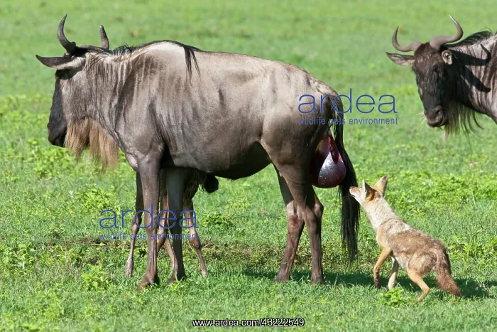 : Africa. Tanzania. Golden Jackals investigate : Africa. Tanzania. Golden Jackals investigate