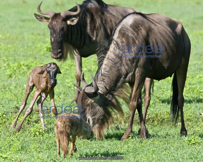 : Africa. Tanzania. Golden Jackals investigate : Africa. Tanzania. Golden Jackals investigate