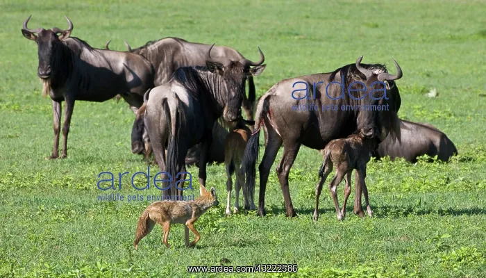 : Africa. Tanzania. Golden Jackals investigate : Africa. Tanzania. Golden Jackals investigate