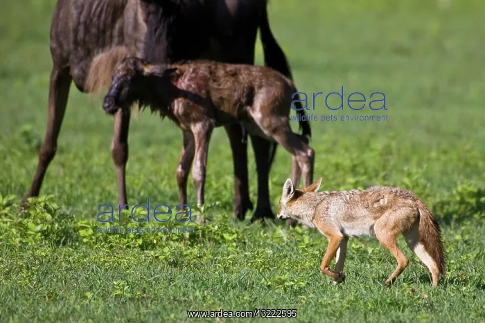 : Africa. Tanzania. Golden Jackals investigate : Africa. Tanzania. Golden Jackals investigate