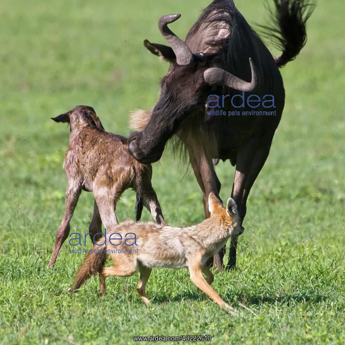 : Africa. Tanzania. Golden Jackals investigate : Africa. Tanzania. Golden Jackals investigate