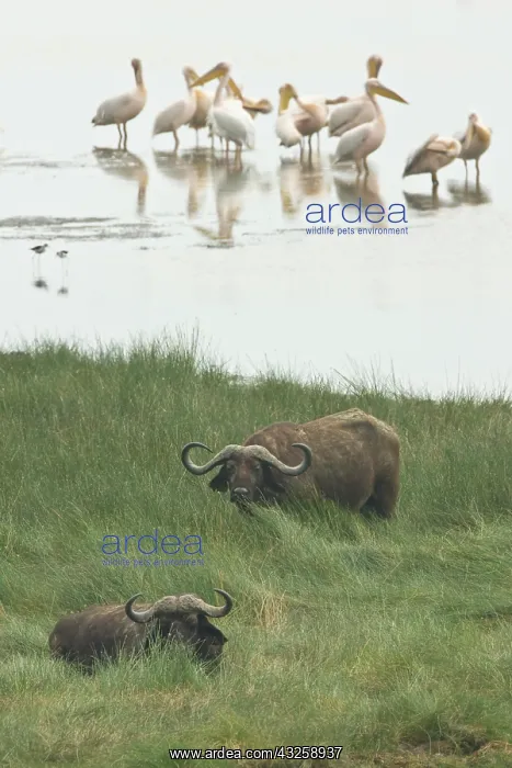 : Africa. Tanzania. Great White Pelicans and