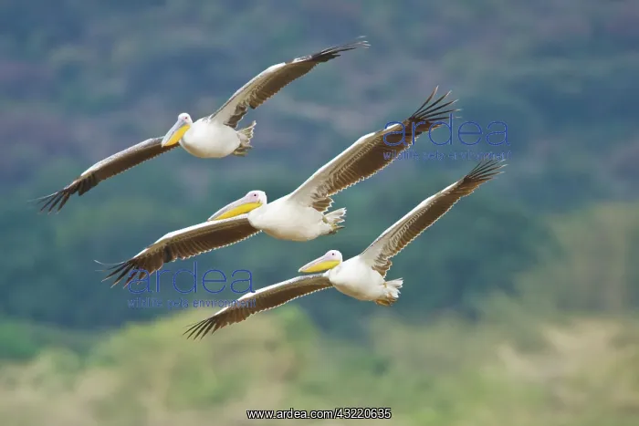 : Africa. Tanzania. Great White Pelicans flying : Africa. Tanzania. Great White Pelicans flying