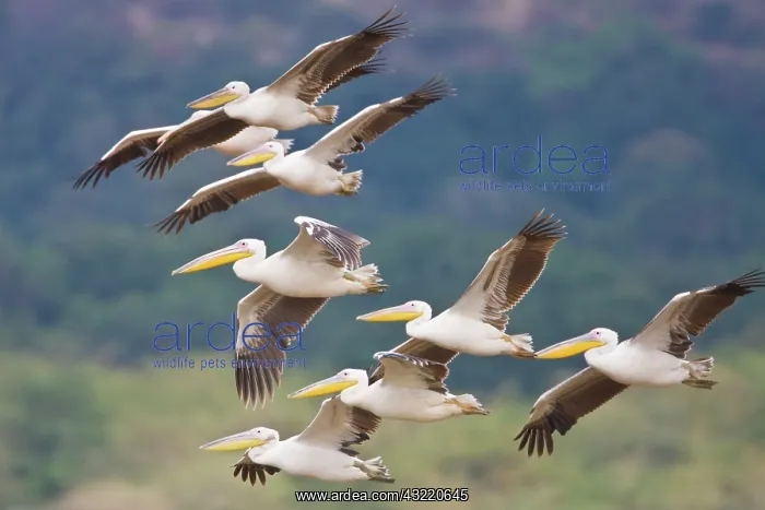 : Africa. Tanzania. Great White Pelicans flying : Africa. Tanzania. Great White Pelicans flying