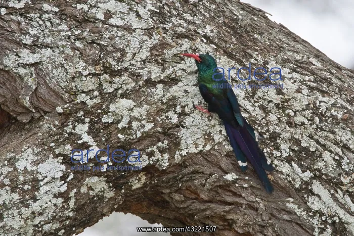 : Africa. Tanzania. Green Wood-Hoopoe at Tarangire : Africa. Tanzania. Green Wood-Hoopoe at Tarangire
