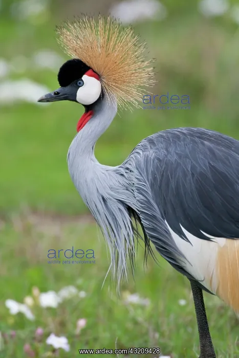  : Africa. Tanzania. Grey Crowned Crane at