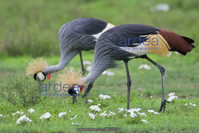 : Africa. Tanzania. Grey Crowned Cranes at : Africa. Tanzania. Grey Crowned Cranes at