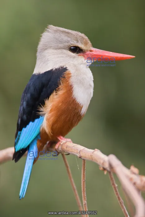 : Africa. Tanzania. Grey-headed Kingfisher : Africa. Tanzania. Grey-headed Kingfisher