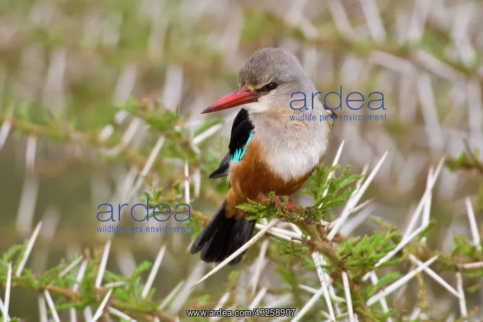 : Africa. Tanzania. Grey-headed Kingfisher : Africa. Tanzania. Grey-headed Kingfisher