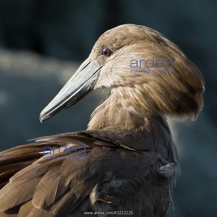 : Africa. Tanzania. Hamerkop in Ngorongoro : Africa. Tanzania. Hamerkop in Ngorongoro