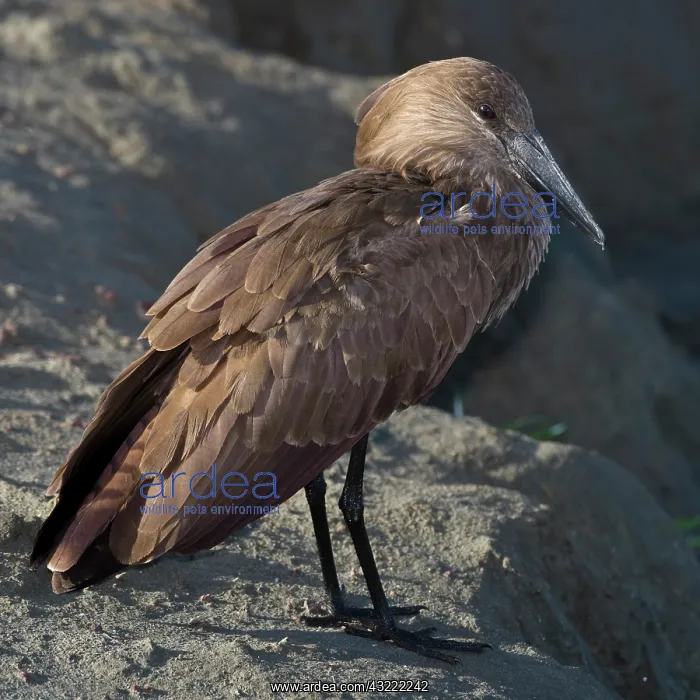 : Africa. Tanzania. Hamerkop in Ngorongoro : Africa. Tanzania. Hamerkop in Ngorongoro