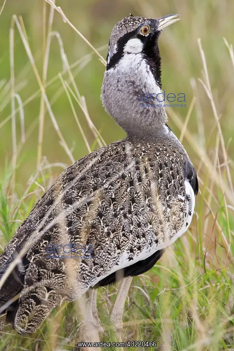 : Africa. Tanzania. Hartlaub's Bustard at : Africa. Tanzania. Hartlaub's Bustard at
