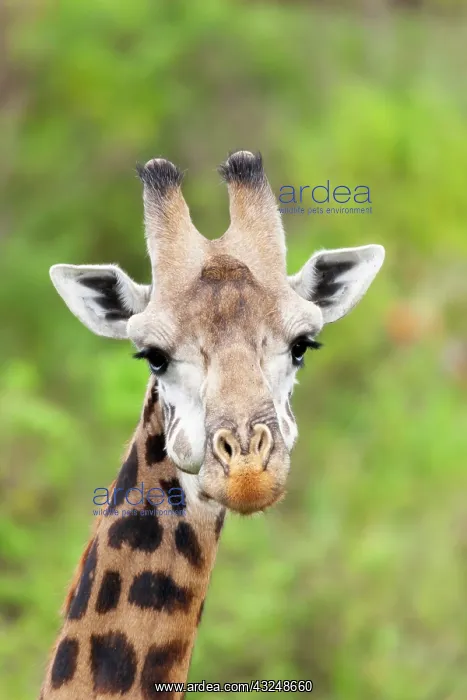 : Africa, Tanzania. A head shot of a Masai giraffe : Africa, Tanzania. A head shot of a Masai giraffe