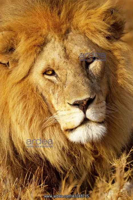 : Africa, Tanzania. Headshot of a male lion : Africa, Tanzania. Headshot of a male lion