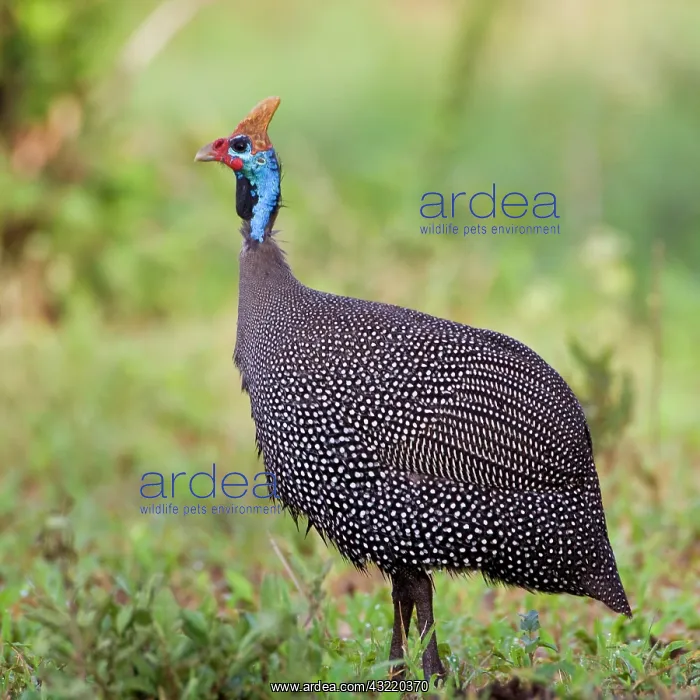 : Africa. Tanzania. Helmeted Guineafowl at : Africa. Tanzania. Helmeted Guineafowl at