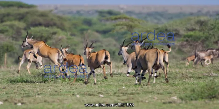 : Africa. Tanzania. Herd of Elands at Ndutu : Africa. Tanzania. Herd of Elands at Ndutu