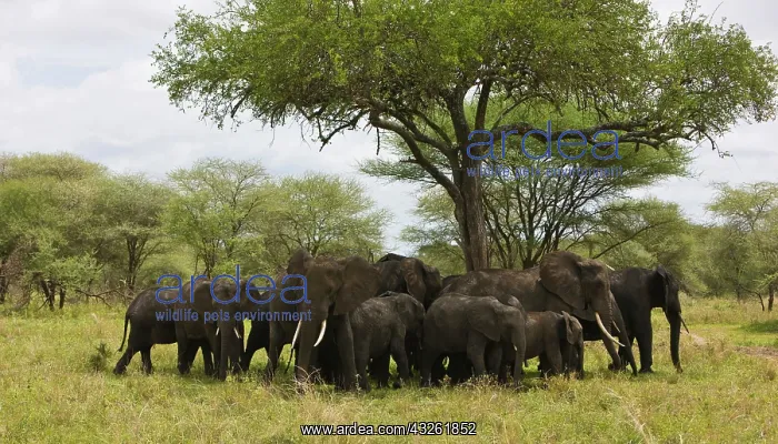 : Africa. Tanzania. A herd of Elephants in : Africa. Tanzania. A herd of Elephants in
