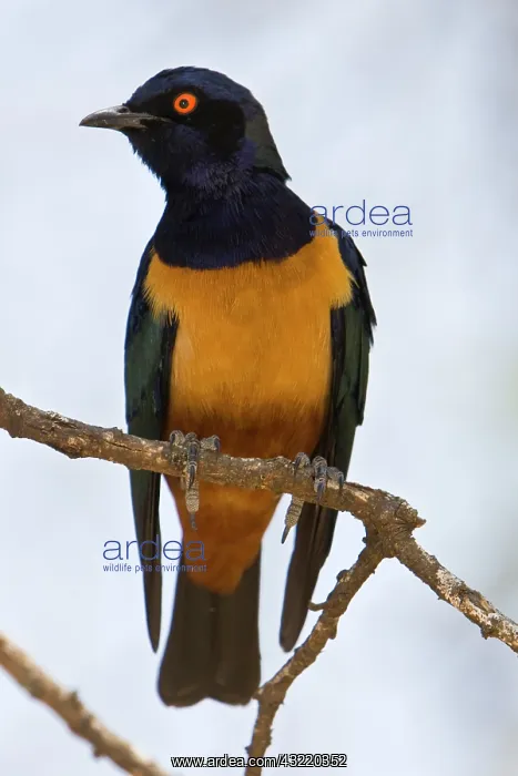 : Africa. Tanzania. Hildebrandt's Starling : Africa. Tanzania. Hildebrandt's Starling