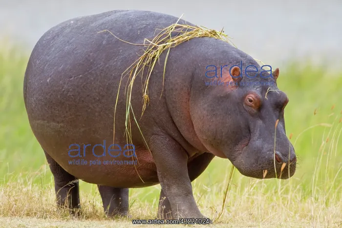 : Africa. Tanzania. Hippopotamus at Ngorongoro : Africa. Tanzania. Hippopotamus at Ngorongoro