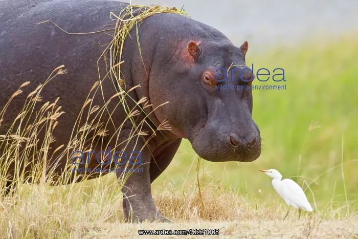: Africa. Tanzania. Hippopotamus at Ngorongoro : Africa. Tanzania. Hippopotamus at Ngorongoro
