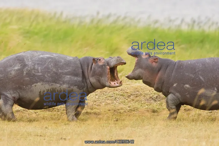 : Africa. Tanzania. Hippopotamus at Ngorongoro : Africa. Tanzania. Hippopotamus at Ngorongoro