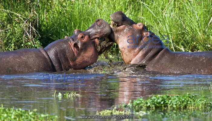 : Africa. Tanzania. Hippopotamus sparring : Africa. Tanzania. Hippopotamus sparring
