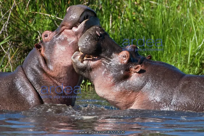 : Africa. Tanzania. Hippopotamus sparring : Africa. Tanzania. Hippopotamus sparring