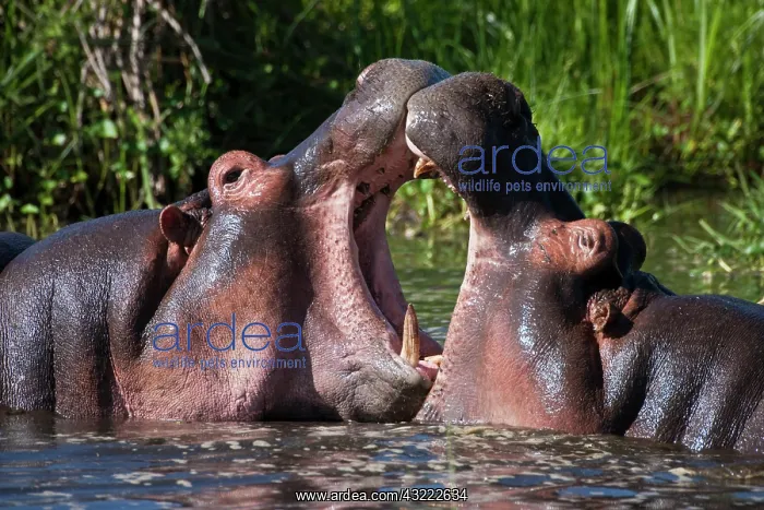 : Africa. Tanzania. Hippopotamus sparring : Africa. Tanzania. Hippopotamus sparring
