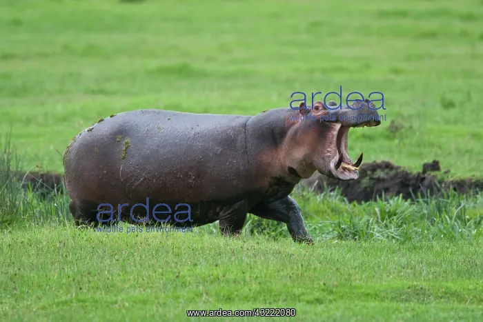 : Africa. Tanzania. Hippopotamus yawns at : Africa. Tanzania. Hippopotamus yawns at