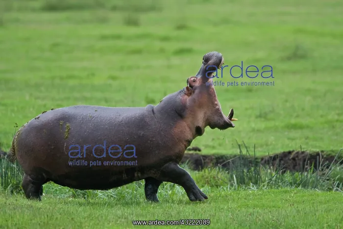 : Africa. Tanzania. Hippopotamus yawns at : Africa. Tanzania. Hippopotamus yawns at