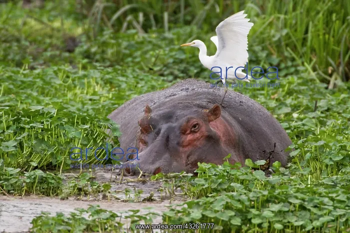 : Africa. Tanzania. Hippopotamus with Yellow-billed : Africa. Tanzania. Hippopotamus with Yellow-billed