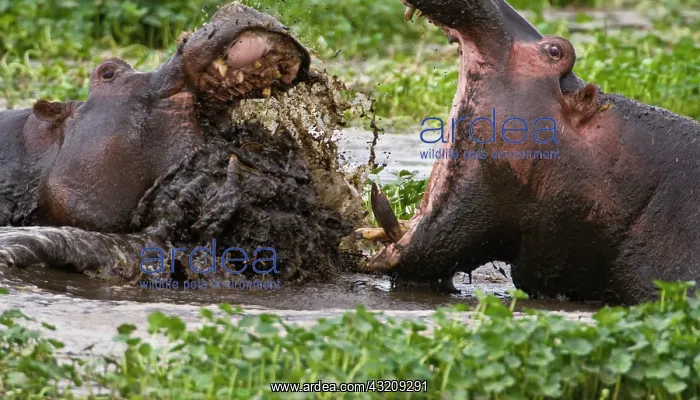 : Africa. Tanzania. Hippos fighting in the : Africa. Tanzania. Hippos fighting in the