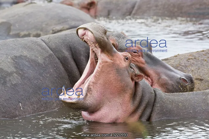 : Africa. Tanzania. Hippos at the Hippo Pool : Africa. Tanzania. Hippos at the Hippo Pool