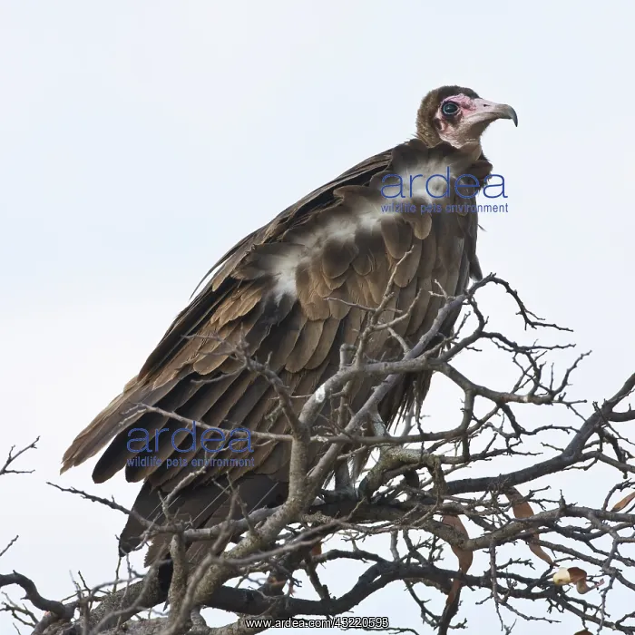 : Africa. Tanzania. Hooded Vulture in Serengeti : Africa. Tanzania. Hooded Vulture in Serengeti