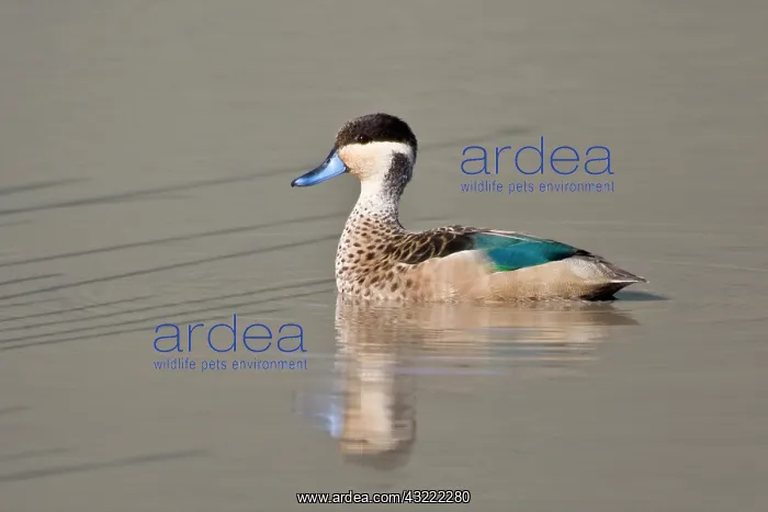 : Africa. Tanzania. Hottentot Teal in Ngorongoro : Africa. Tanzania. Hottentot Teal in Ngorongoro