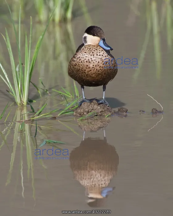  : Africa. Tanzania. Hottentot Teal in Ngorongoro