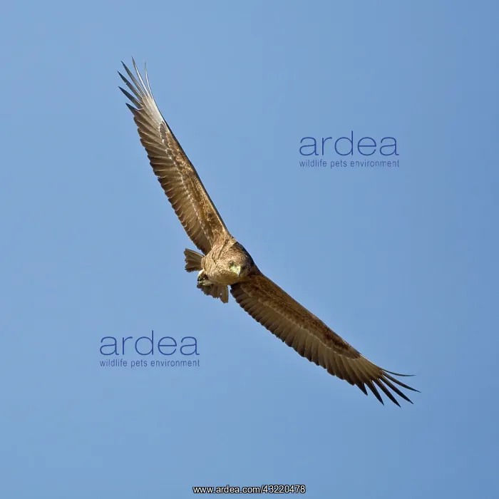 : Africa. Tanzania. Immature Bateleur Eagle : Africa. Tanzania. Immature Bateleur Eagle