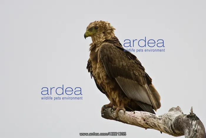 : Africa. Tanzania. Immature Bateleur Eagle : Africa. Tanzania. Immature Bateleur Eagle
