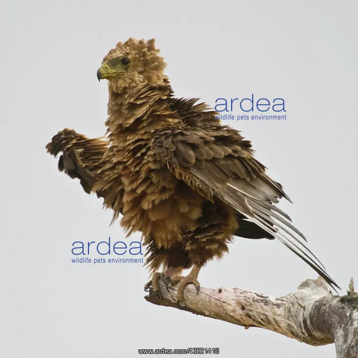 : Africa. Tanzania. Immature Bateleur Eagle : Africa. Tanzania. Immature Bateleur Eagle