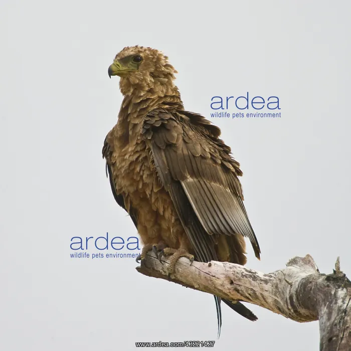 : Africa. Tanzania. Immature Bateleur Eagle : Africa. Tanzania. Immature Bateleur Eagle